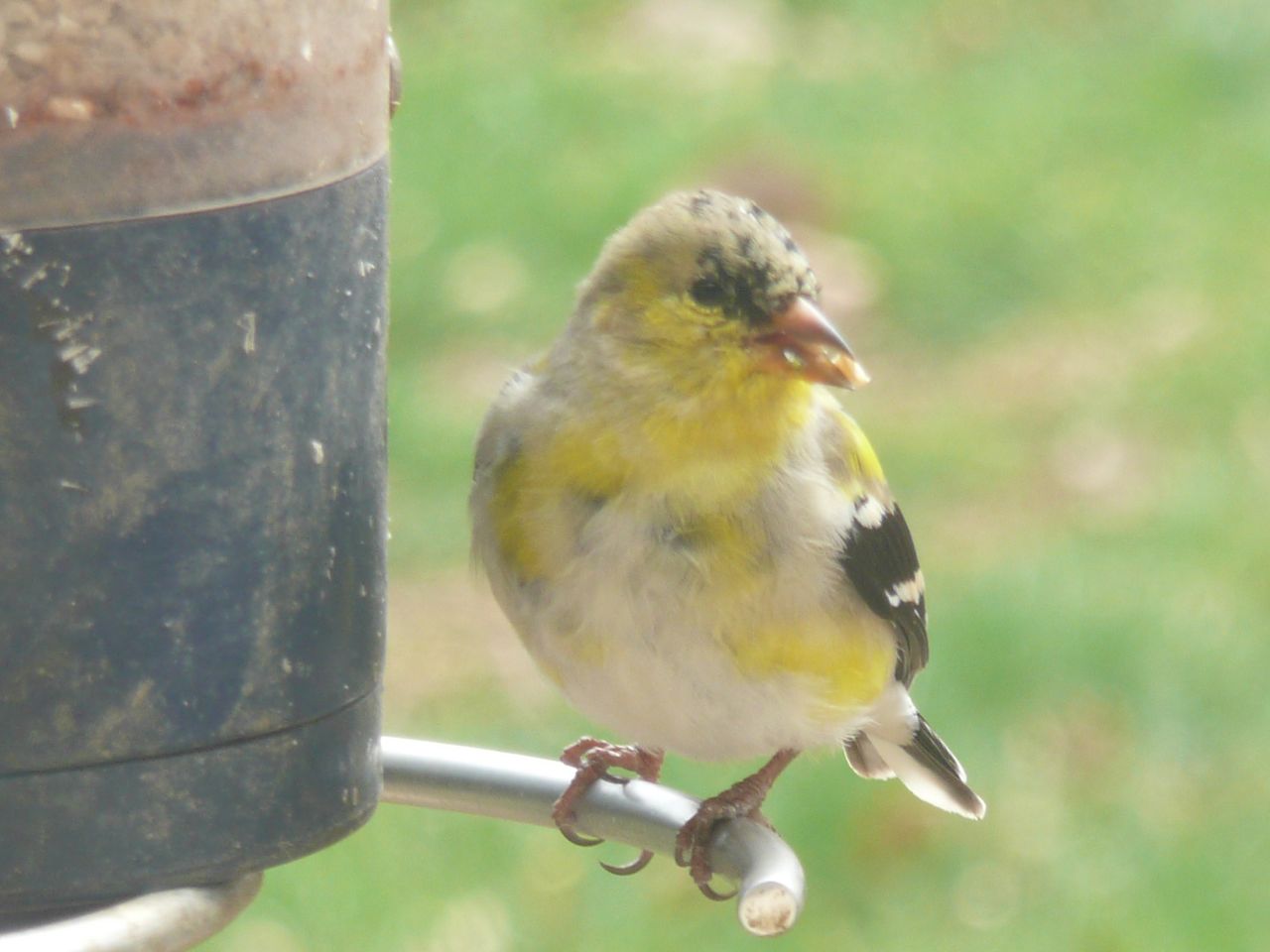 molting goldfinch