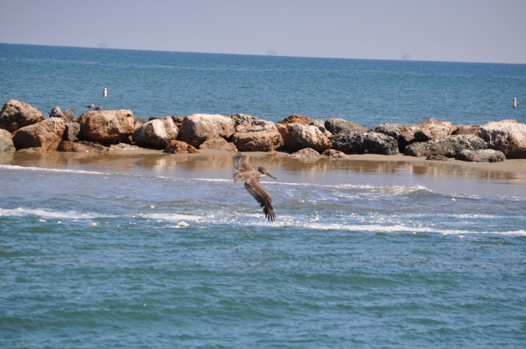 brown pelican