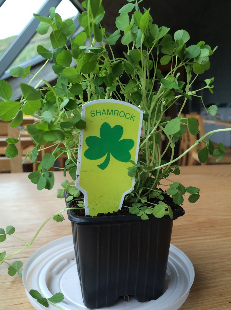 small pot of live shamrocks