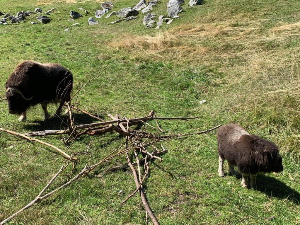 zoo: muskox mother and calf