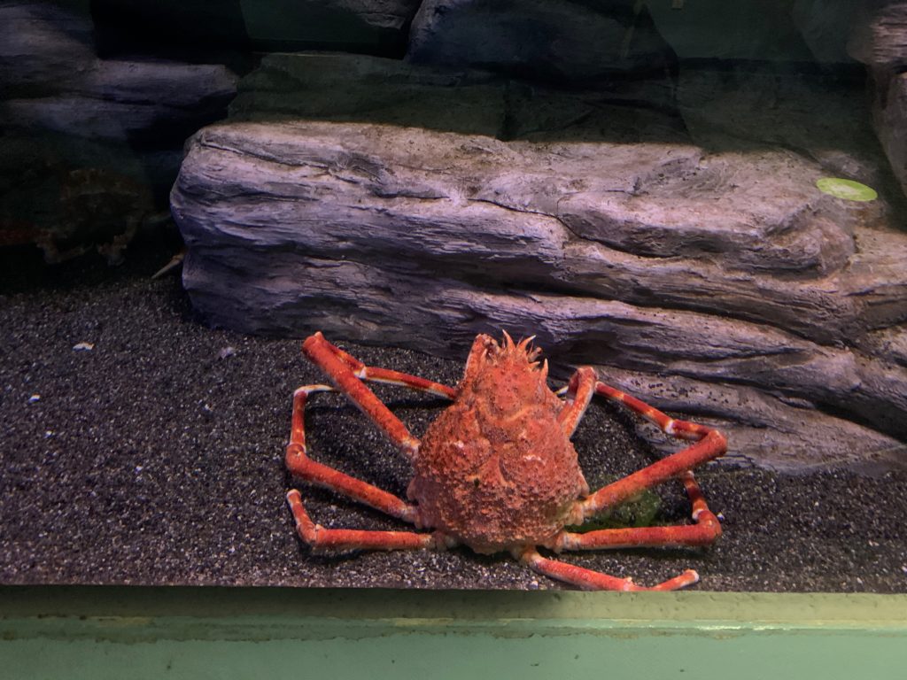 zoo: giant Japanese crab