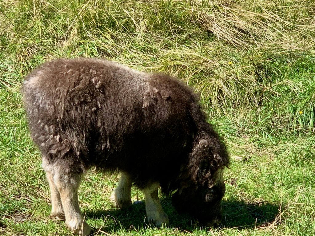 Trebek: muskox calf