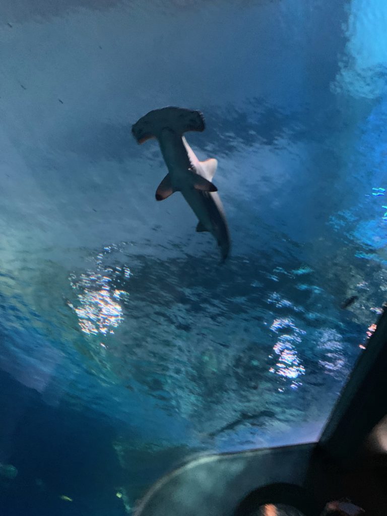 zoo: hammerhead shark