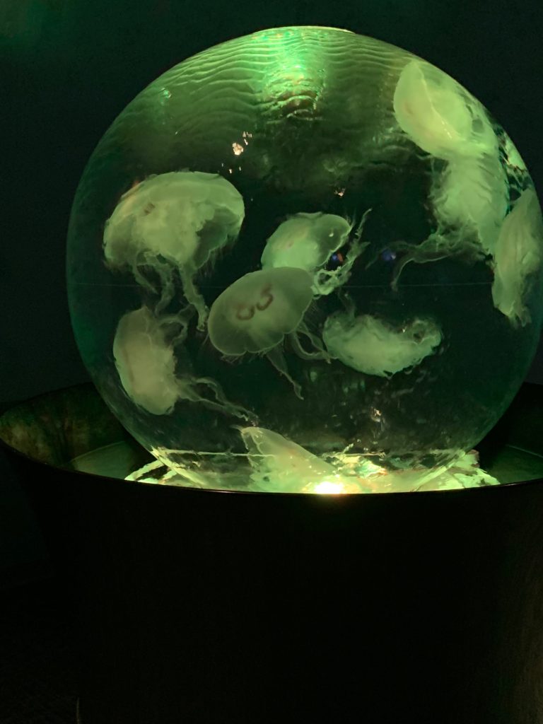 zoo: jellyfish in illuminated globe