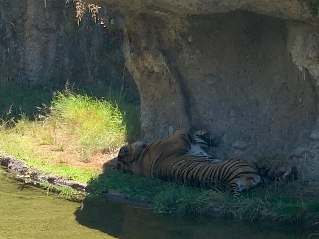 tiger lying in shade