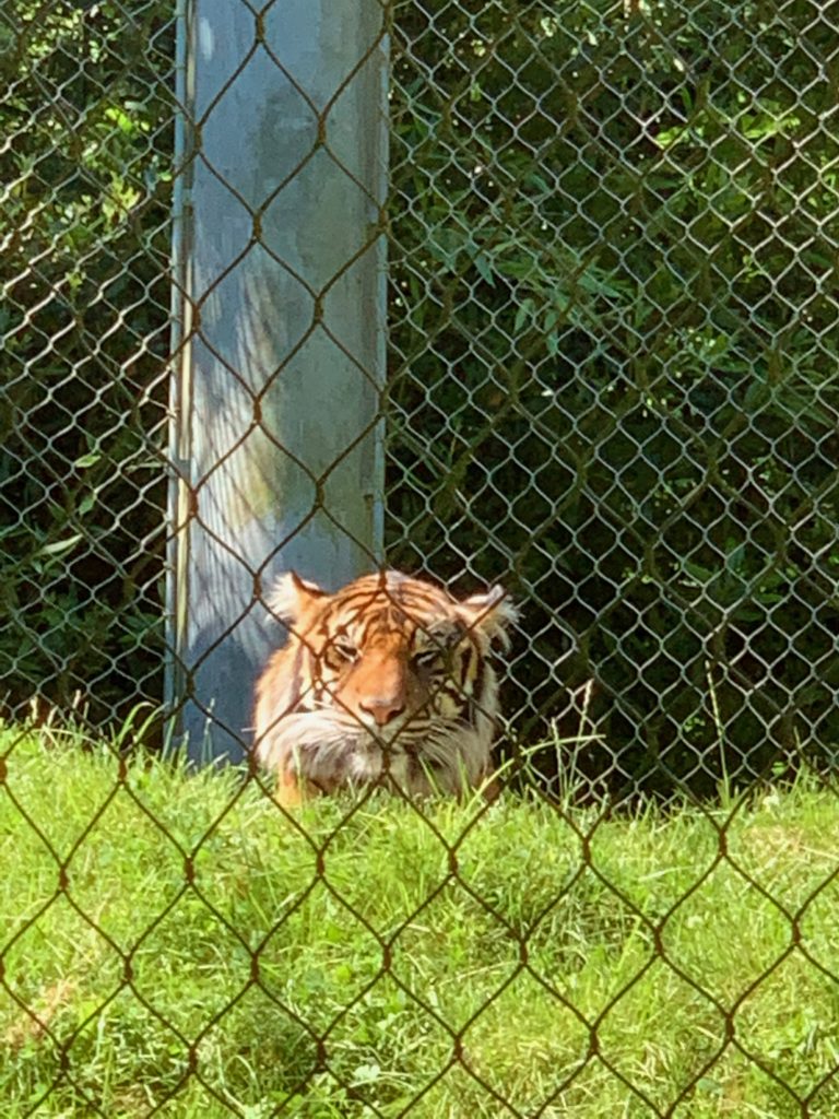 tiger in sun