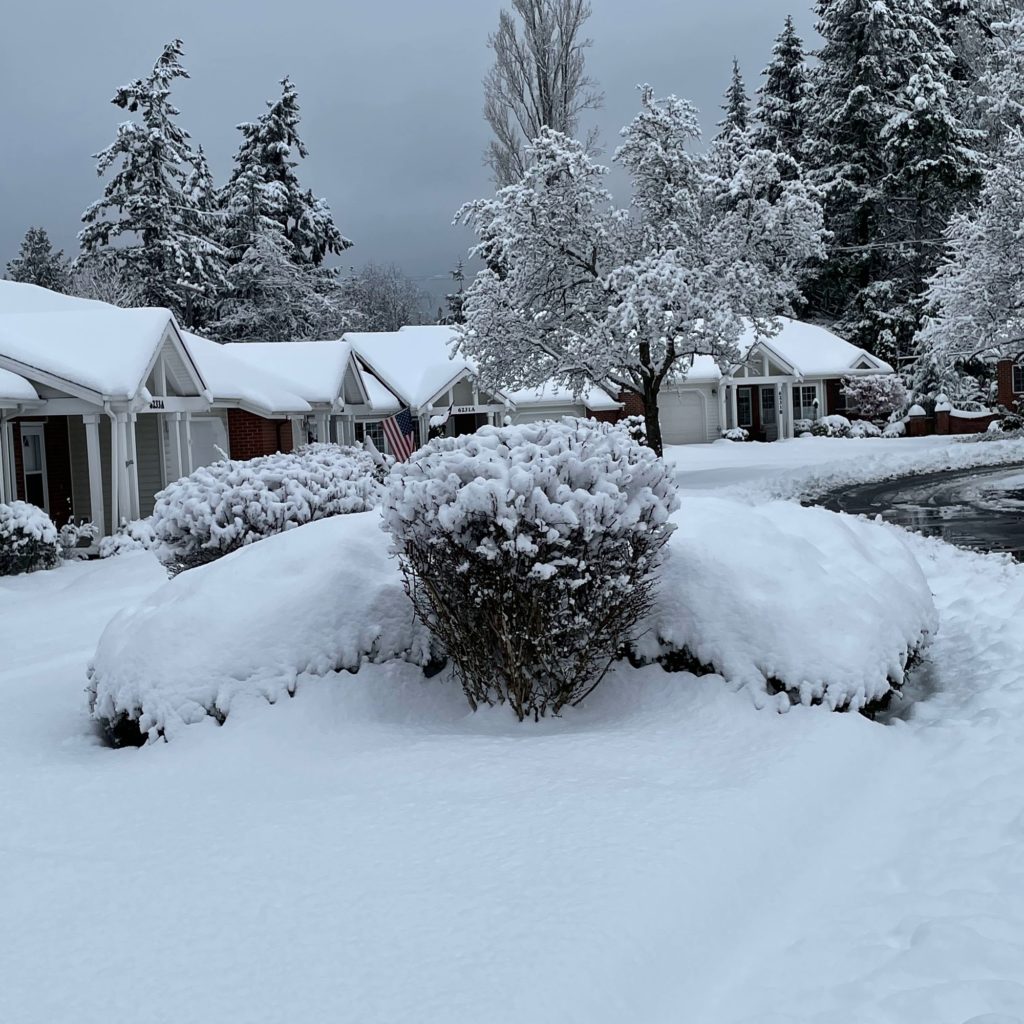 snow covering bushes, trees, and houses