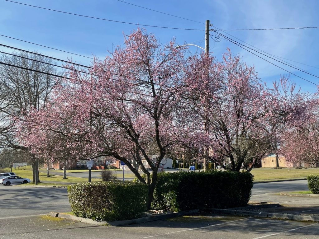 flowering trees in parking lot